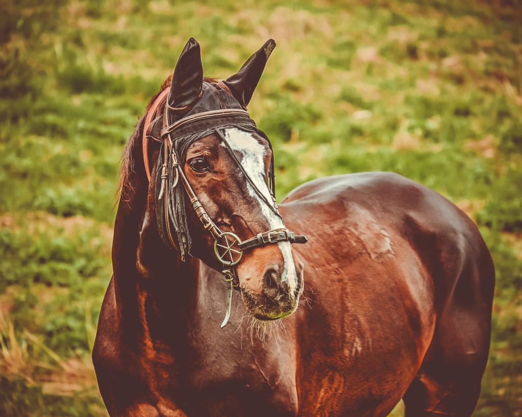 Photo de cheval